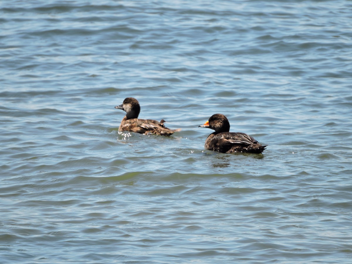 Black Scoter - ML31970341