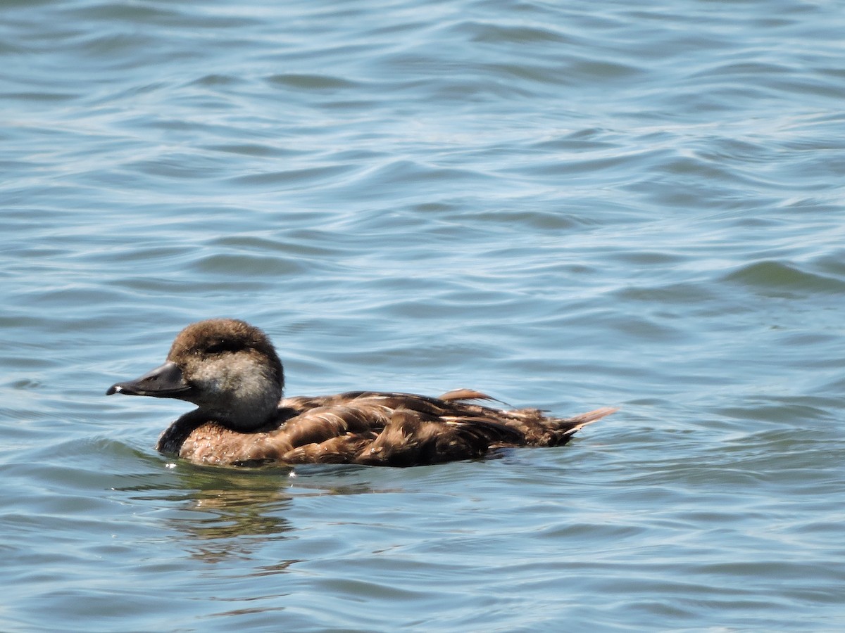 Black Scoter - ML31970371