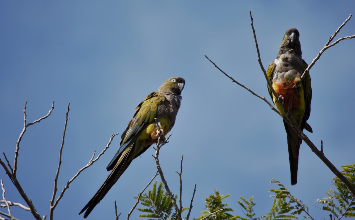 Conure de Patagonie - ML319706231