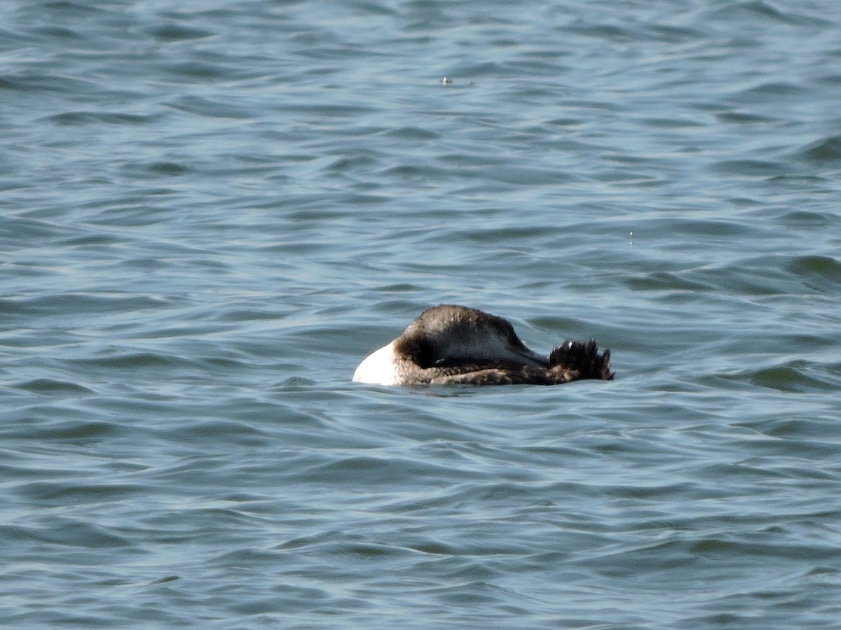 Common Loon - ML31970641