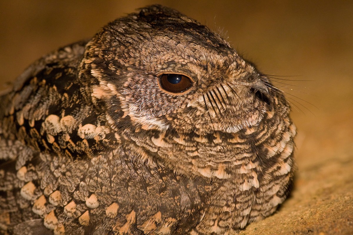 Band-winged Nightjar - ML319709501