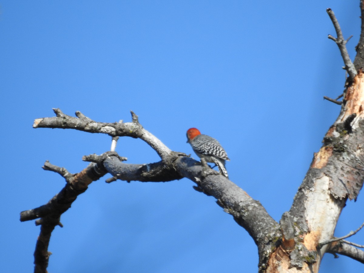 Red-bellied Woodpecker - ML319711231