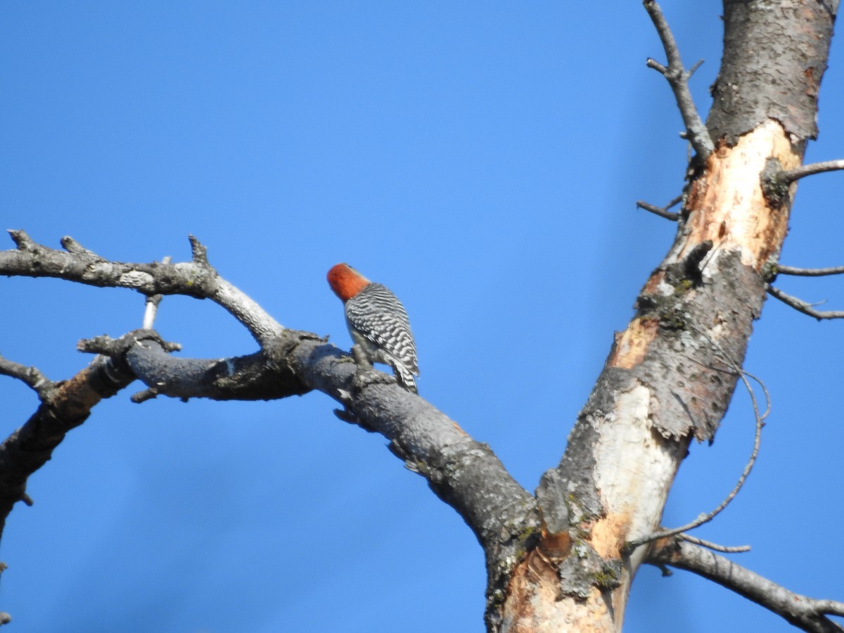 Red-bellied Woodpecker - ML319711241