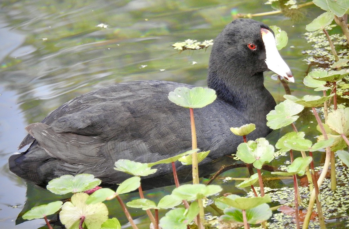 American Coot - ML319713311