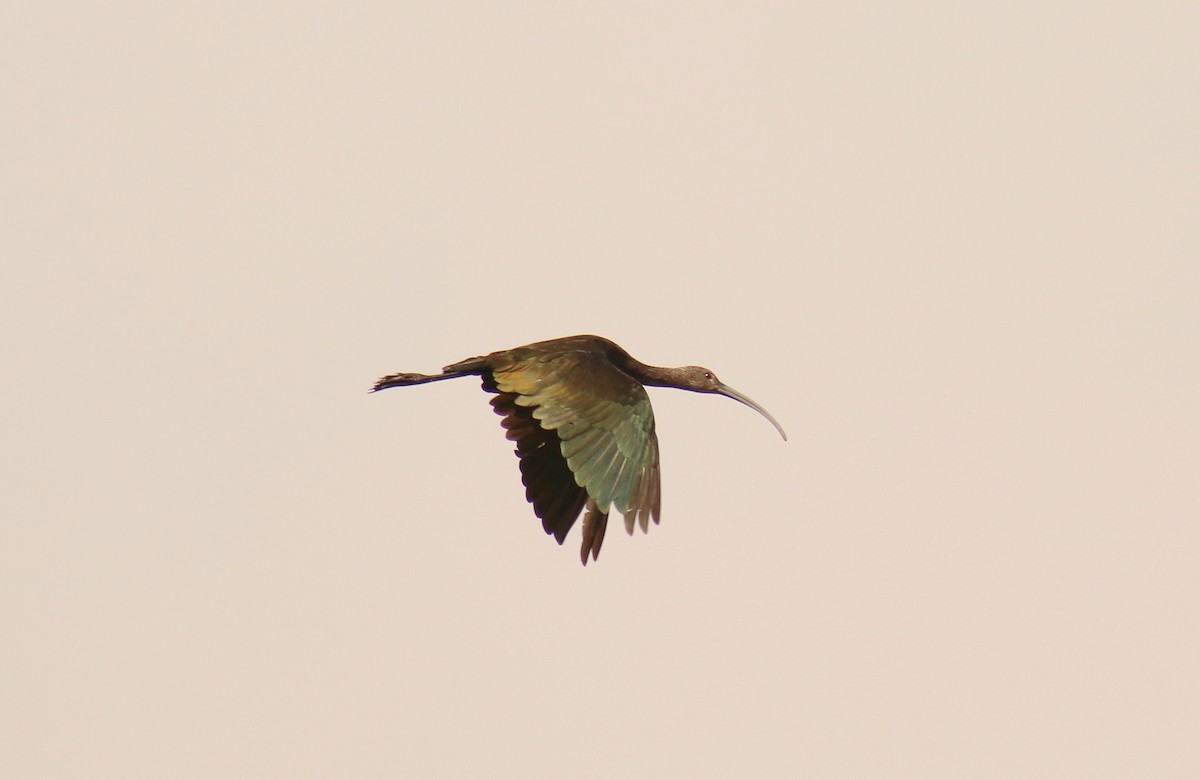 ibis americký - ML31971341