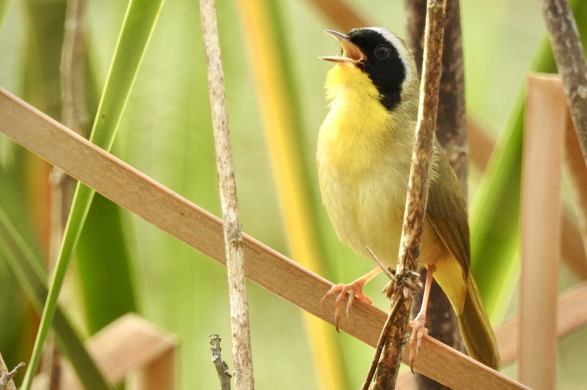 Common Yellowthroat - Florida Birder