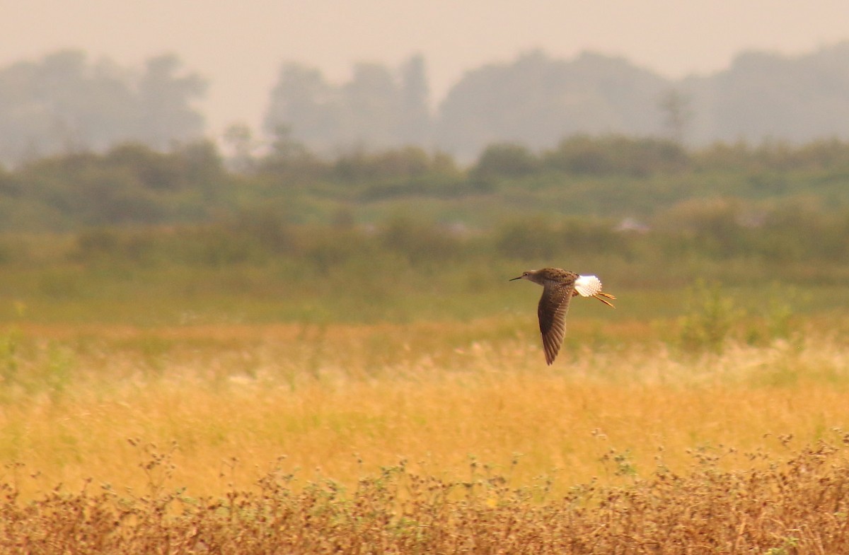 Greater Yellowlegs - ML31971401