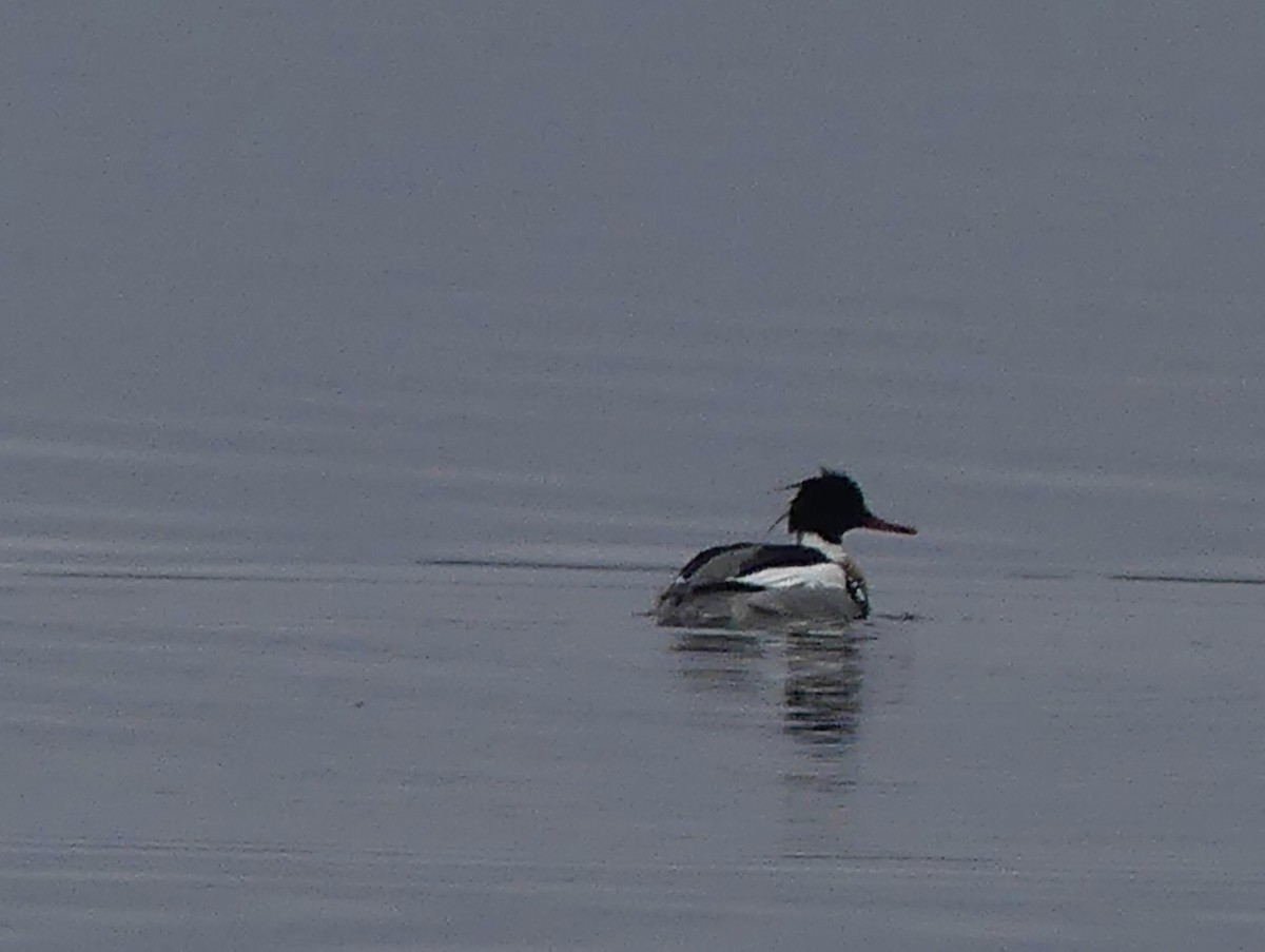 Red-breasted Merganser - Marian Sole