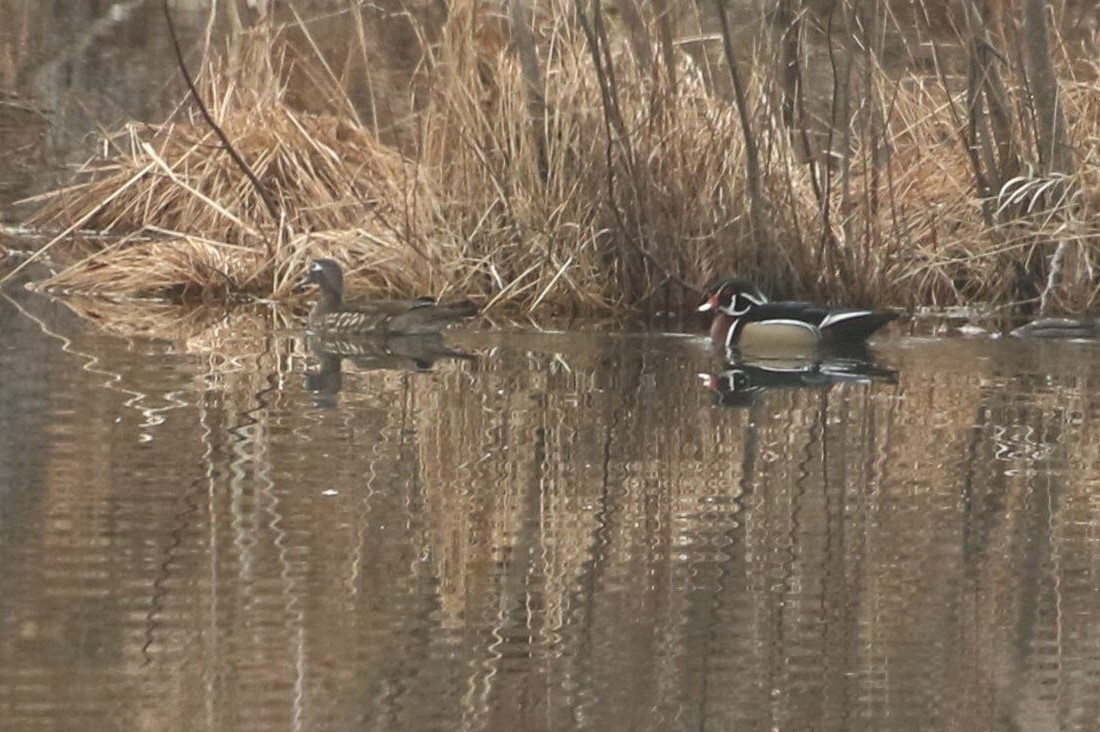 Wood Duck - ML319714261