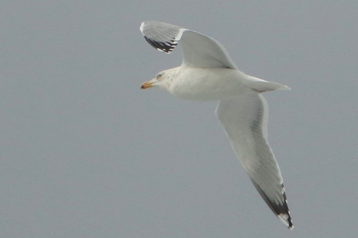 Herring Gull - ML319714321