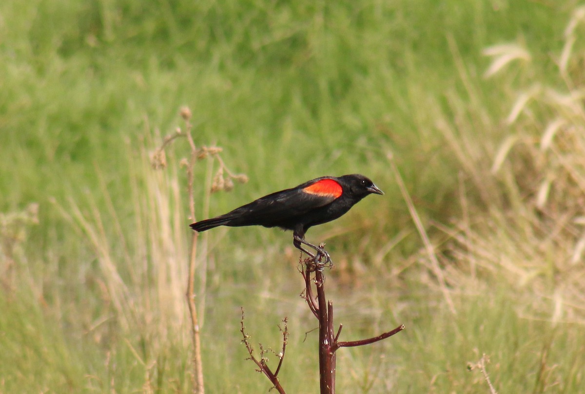 Red-winged Blackbird (Mexican Bicolored) - Anuar López