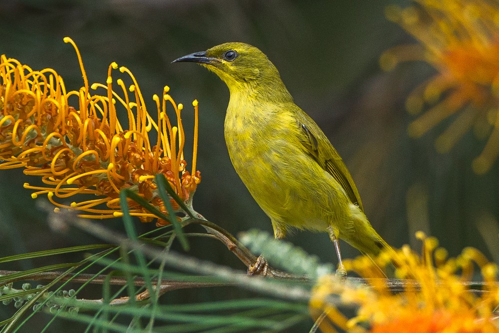 Yellow Honeyeater - Francesco Veronesi