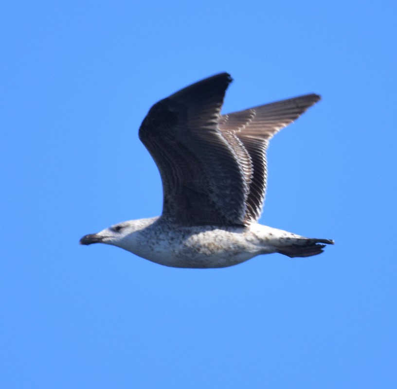 Great Black-backed Gull - Regis Fortin