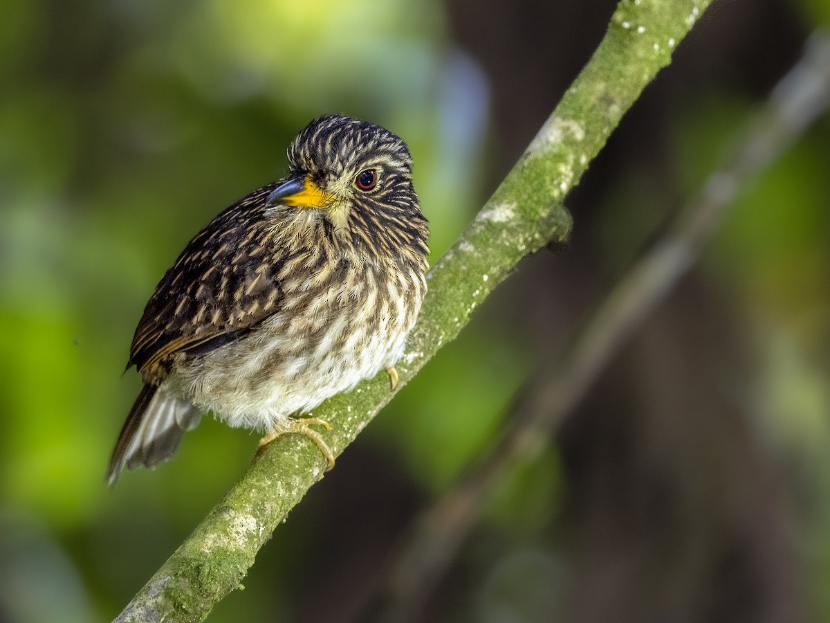 White-chested Puffbird - Andres Vasquez Noboa