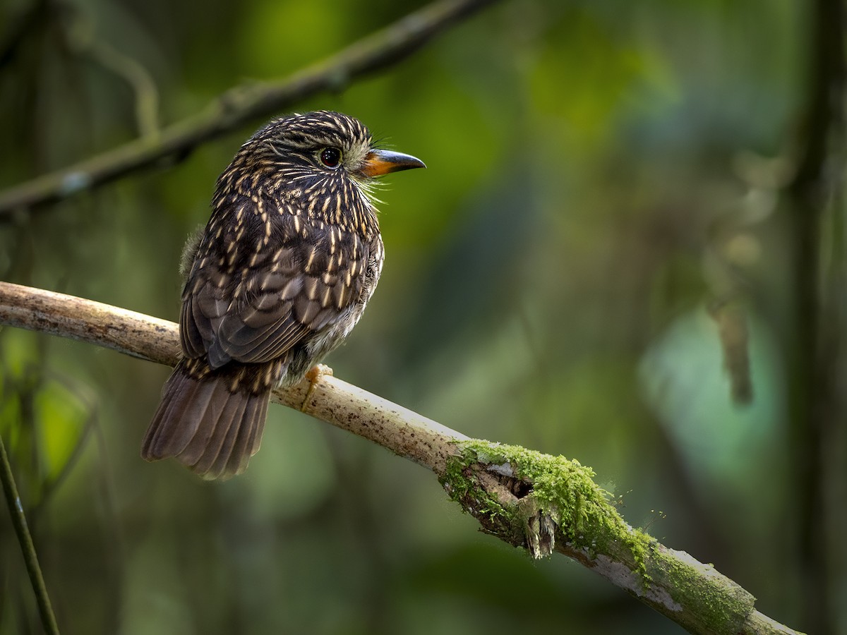 White-chested Puffbird - ML319717821