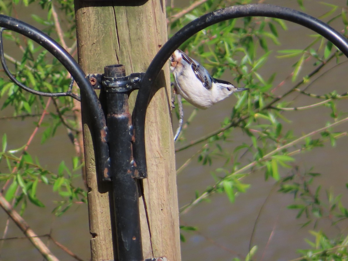 White-breasted Nuthatch - ML319719051