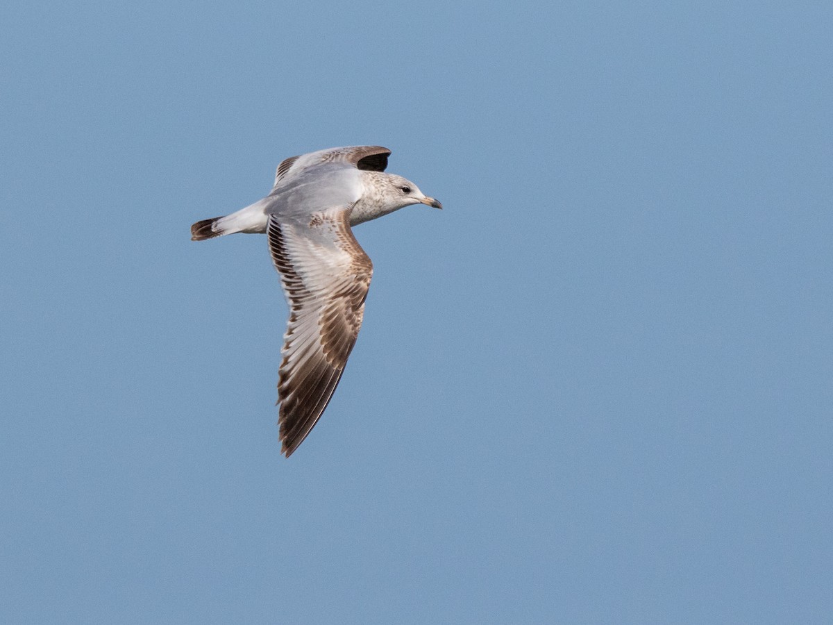 Ring-billed Gull - ML319719431