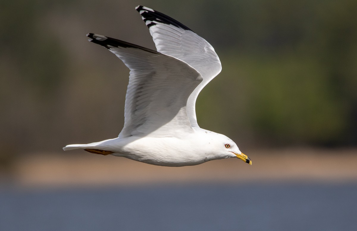 Ring-billed Gull - ML319719441