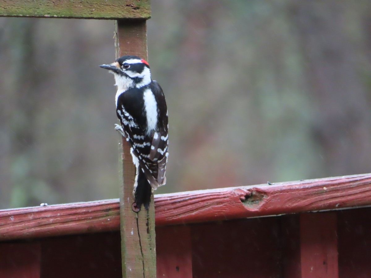 Downy Woodpecker - ML319720471