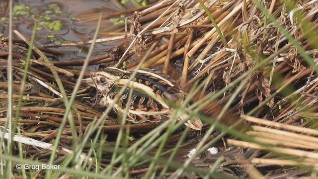 Jack Snipe - ML319720831