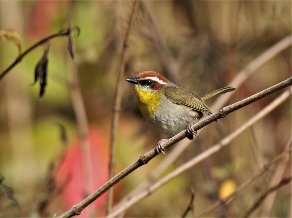 Rufous-capped Warbler (rufifrons Group) - Josue  de León Lux (Birding Guide) josuedeleonlux@gmail.com +502 3068 8988