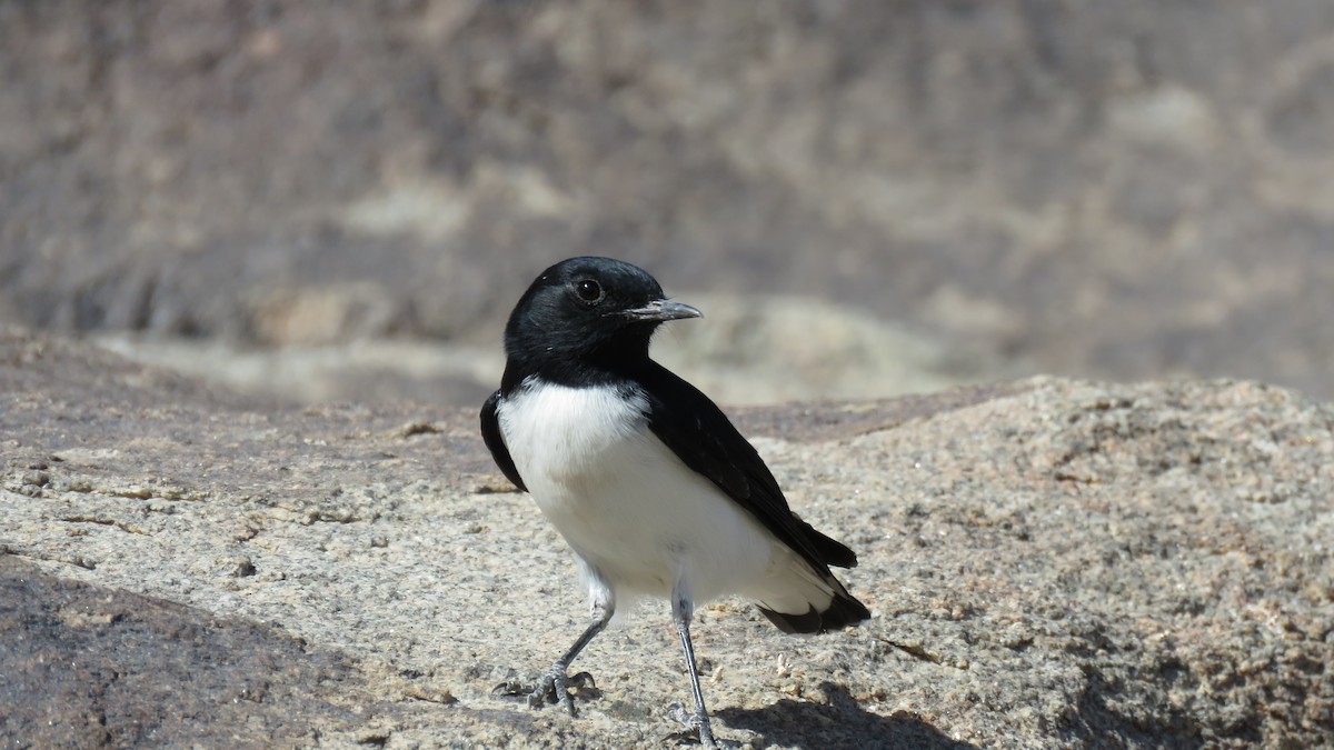 Hume's Wheatear - ML319722251