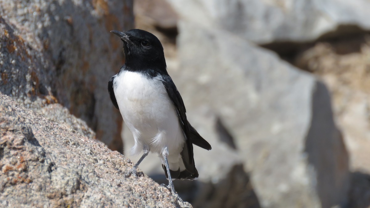 Hume's Wheatear - ML319722331