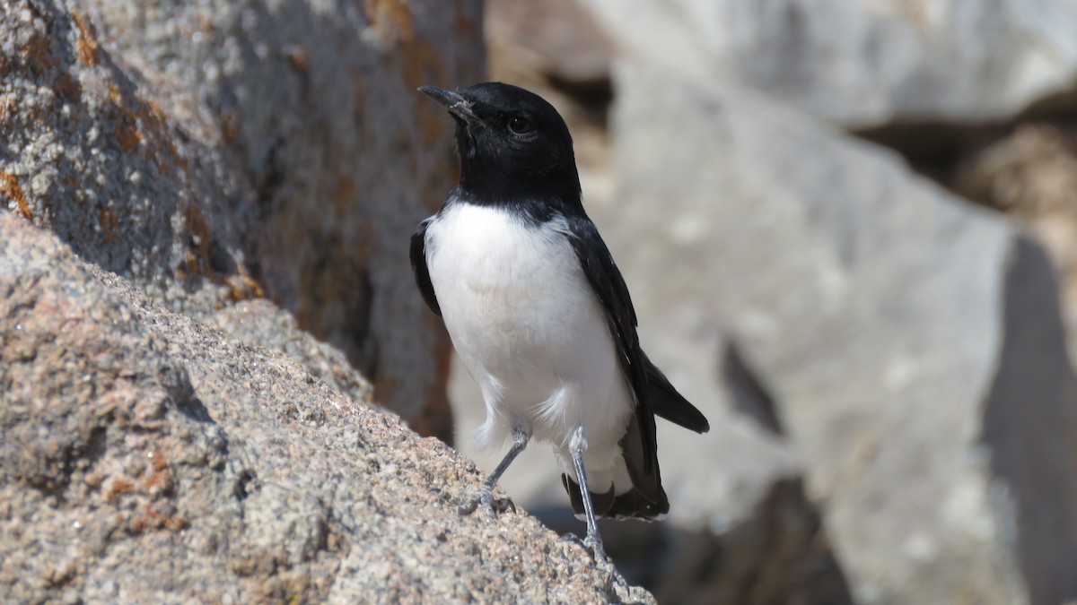 Hume's Wheatear - ML319722401