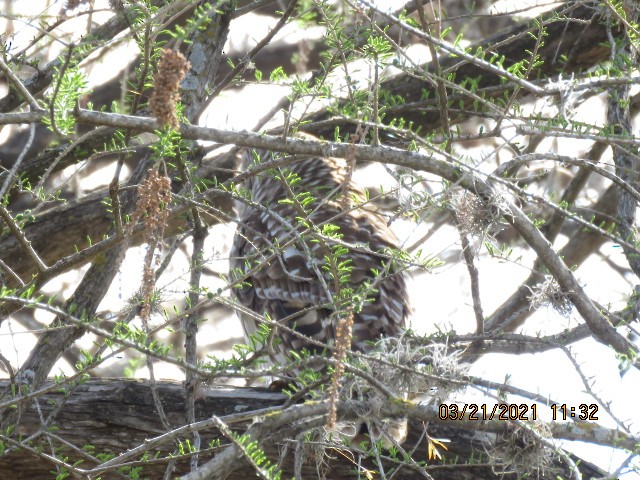 Barred Owl - ML319722441