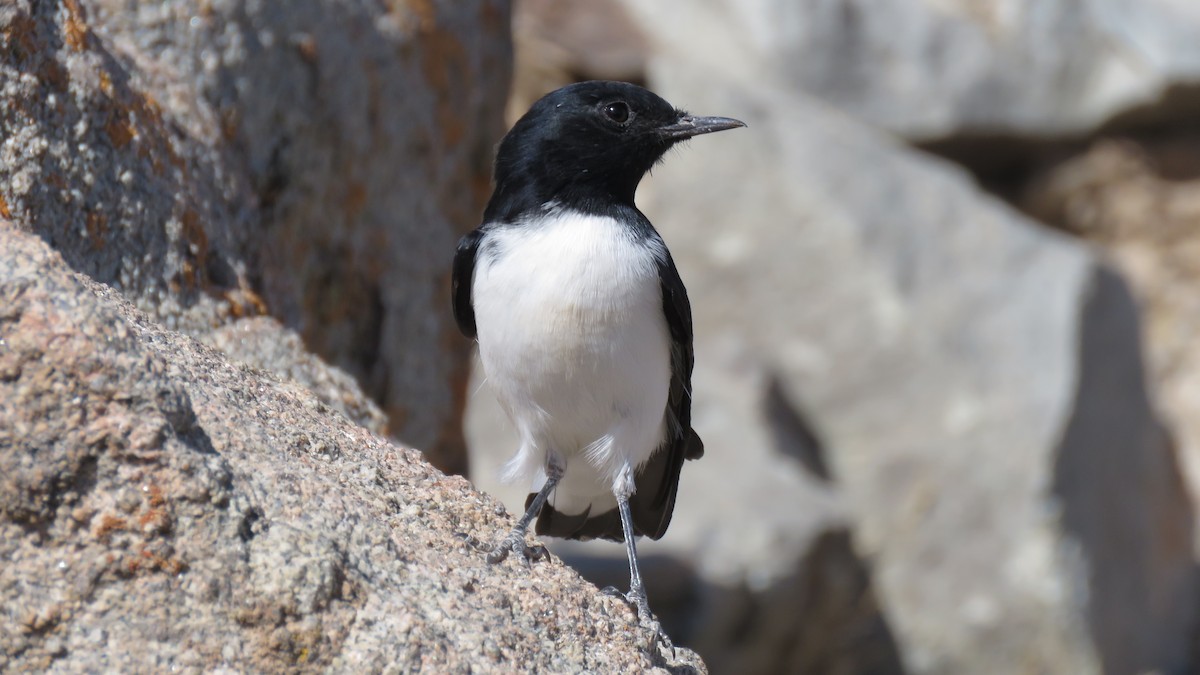 Hume's Wheatear - ML319722561