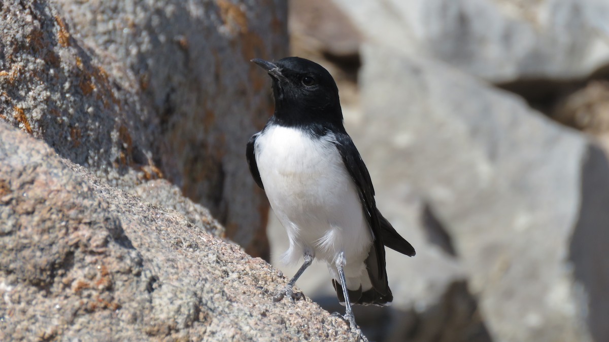 Hume's Wheatear - ML319722581