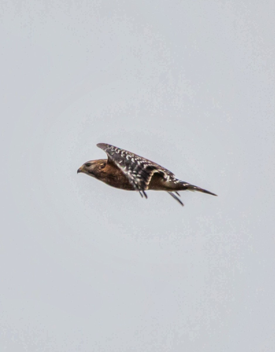 Red-shouldered Hawk - ML319723851