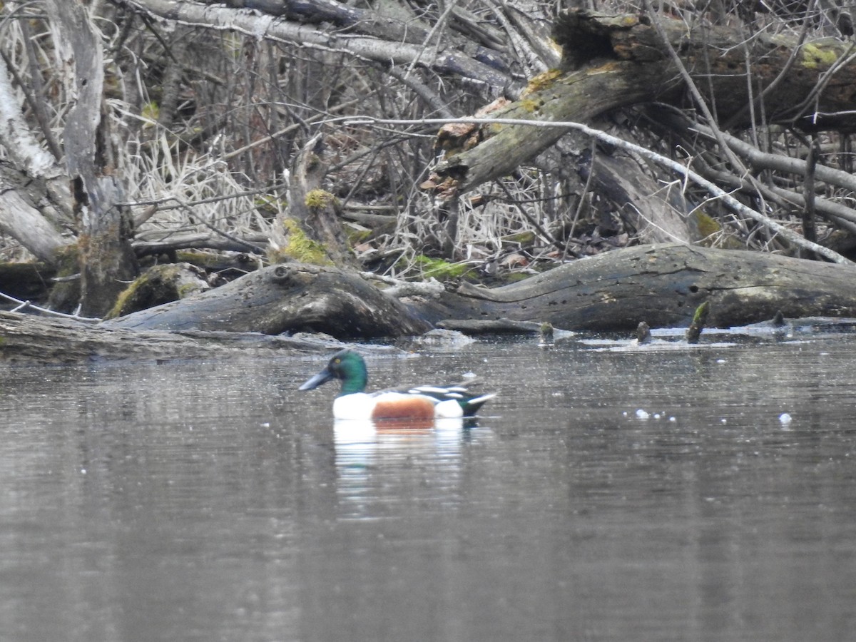 Northern Shoveler - Jane Icenogle