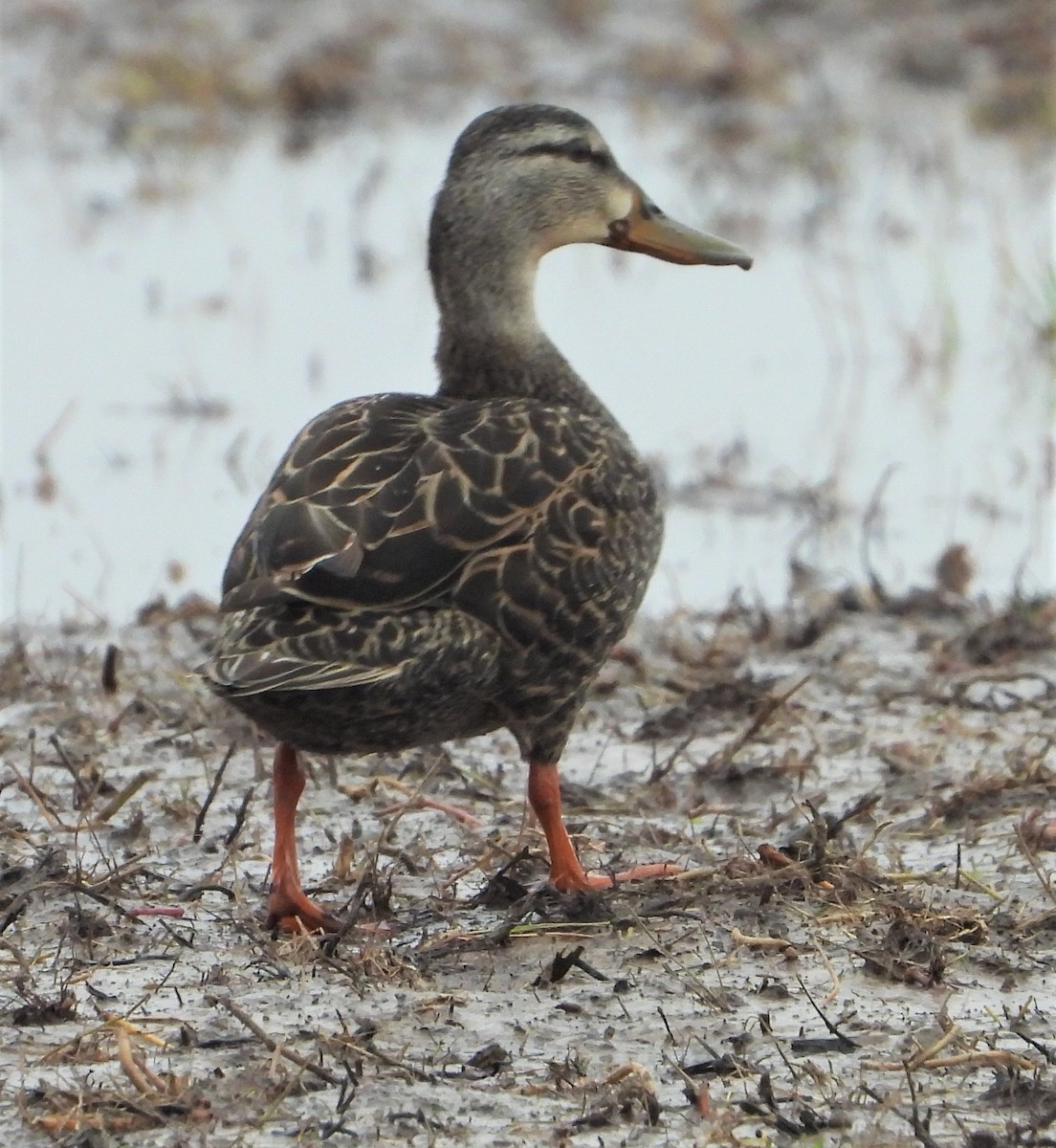 Mottled Duck - Paul Zimmermann