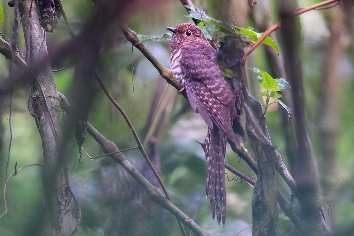 Barred Long-tailed Cuckoo - ML319725821