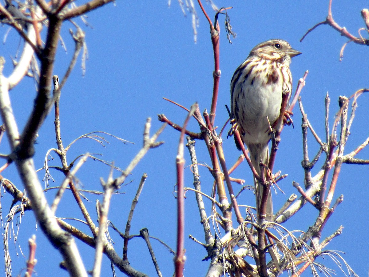Song Sparrow - ML319726321