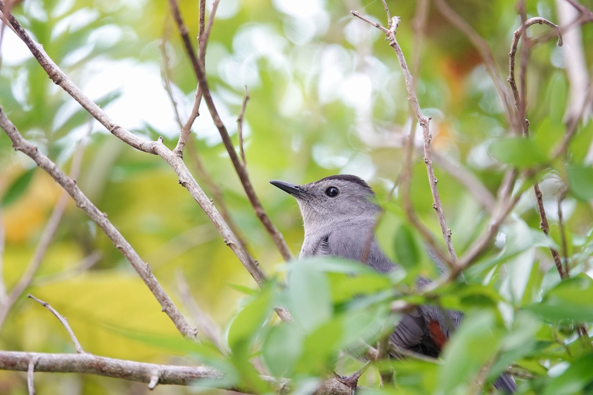 Gray Catbird - ML319726391