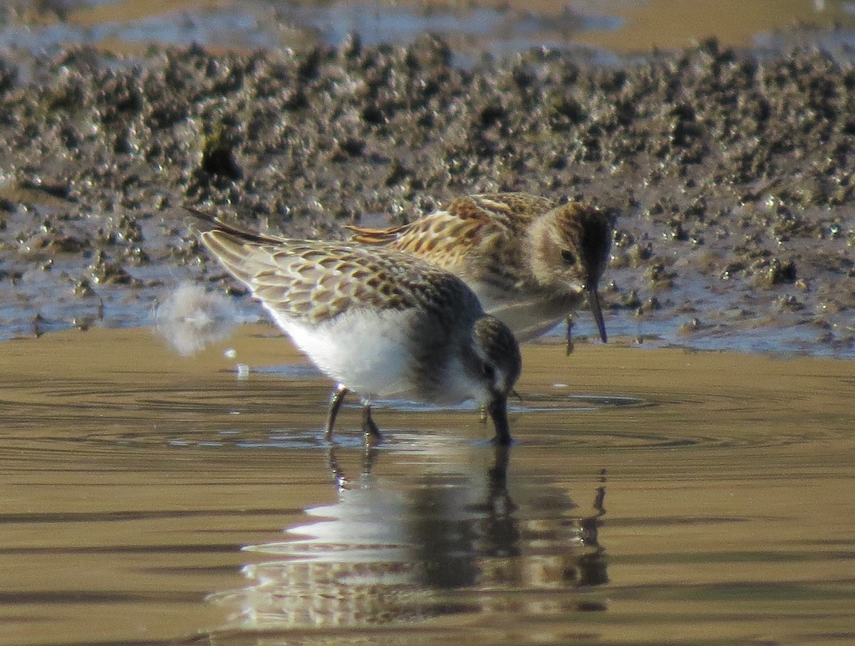 Semipalmated Sandpiper - ML31972741