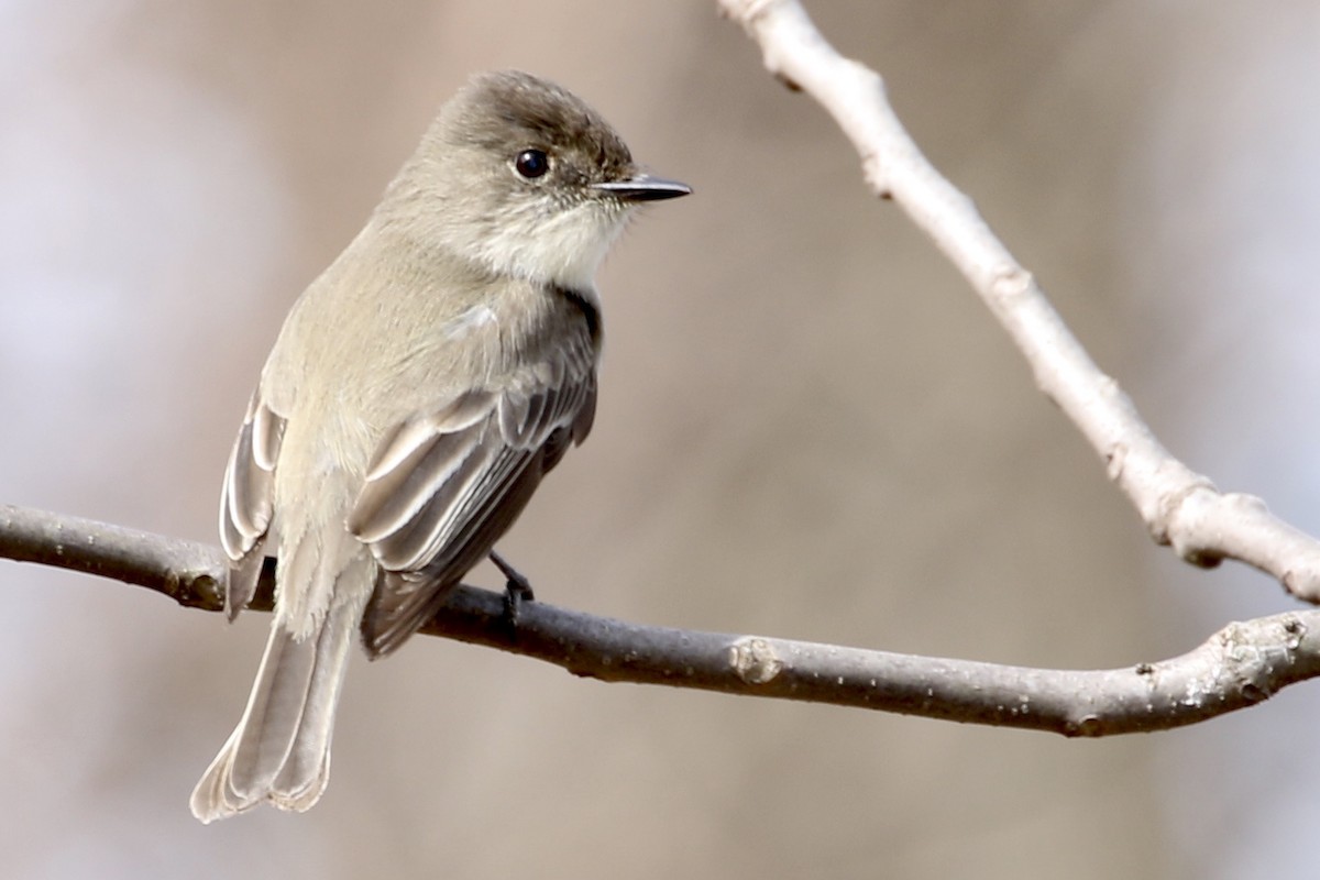 Eastern Phoebe - ML319728241