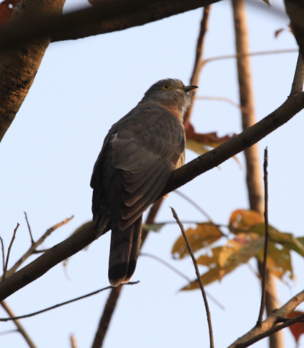 Common Hawk-Cuckoo - Sourav Das