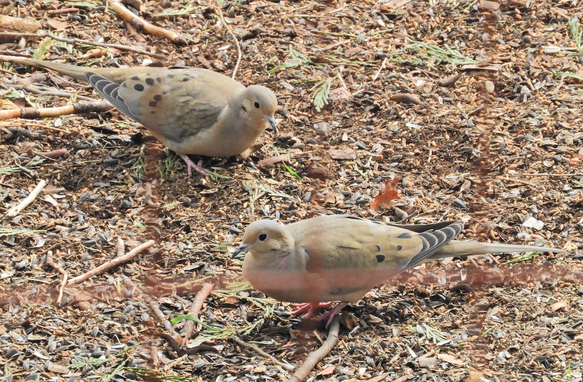 Mourning Dove - ML319729481