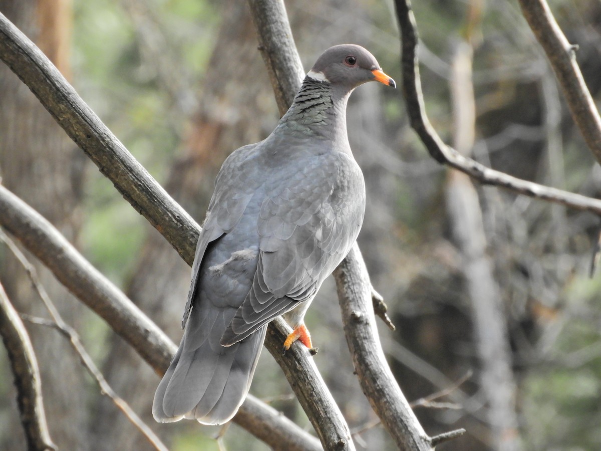 Band-tailed Pigeon - ML319729811