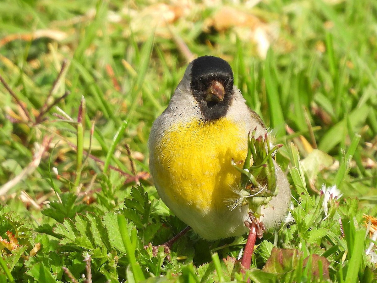 Lawrence's Goldfinch - ML319731881