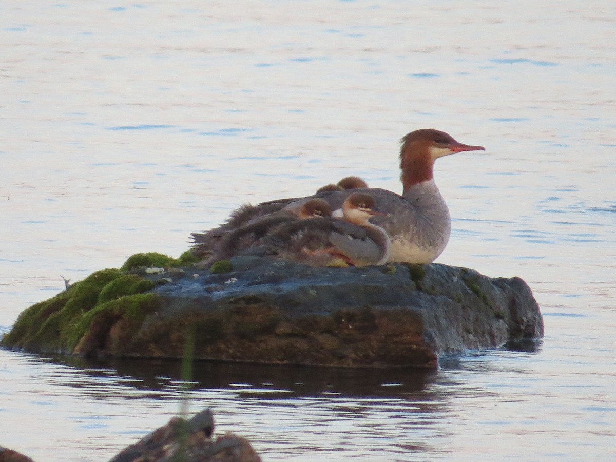 Common Merganser - ML31973251