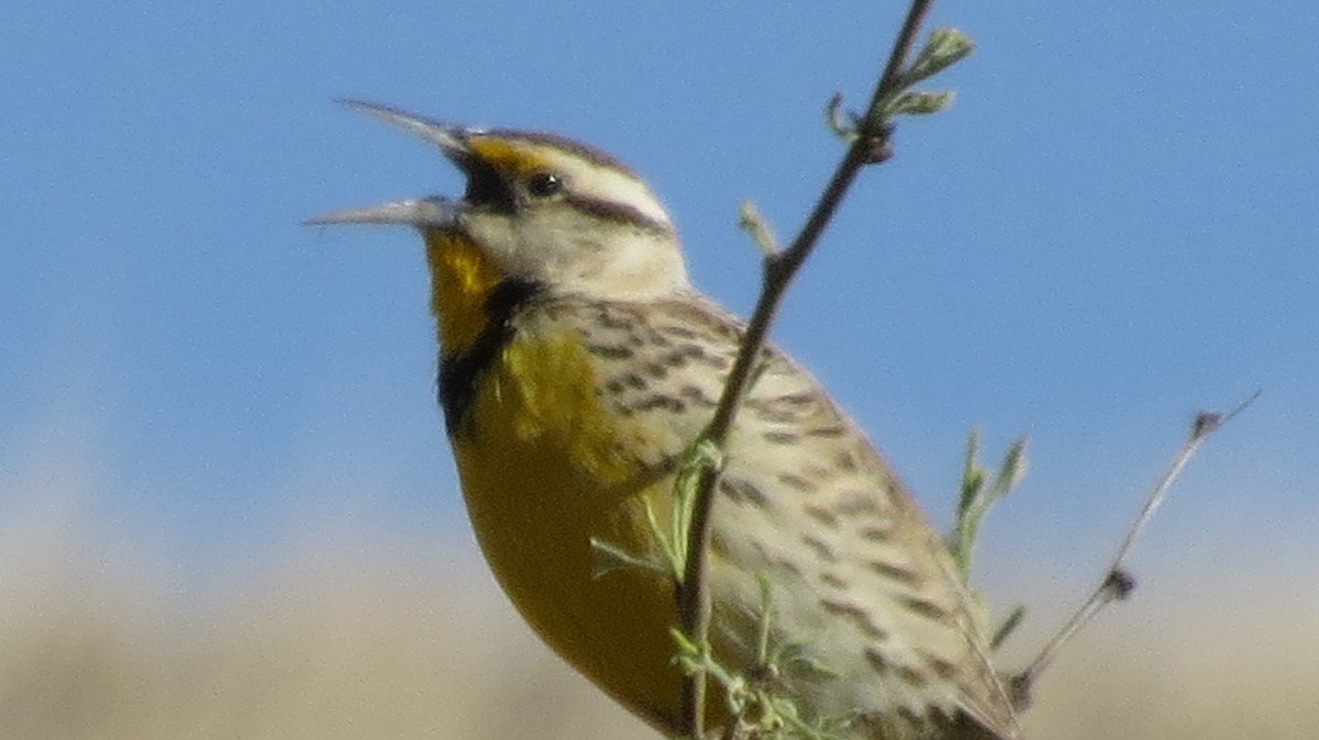 Chihuahuan Meadowlark - ML319735821