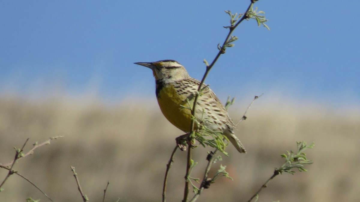 Chihuahuan Meadowlark - ML319735831