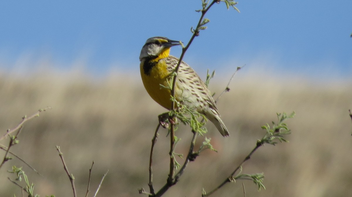 Chihuahuan Meadowlark - ML319735841