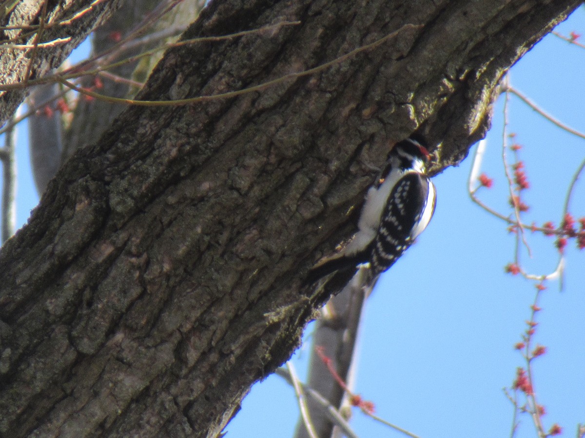 Hairy Woodpecker - ML319736671