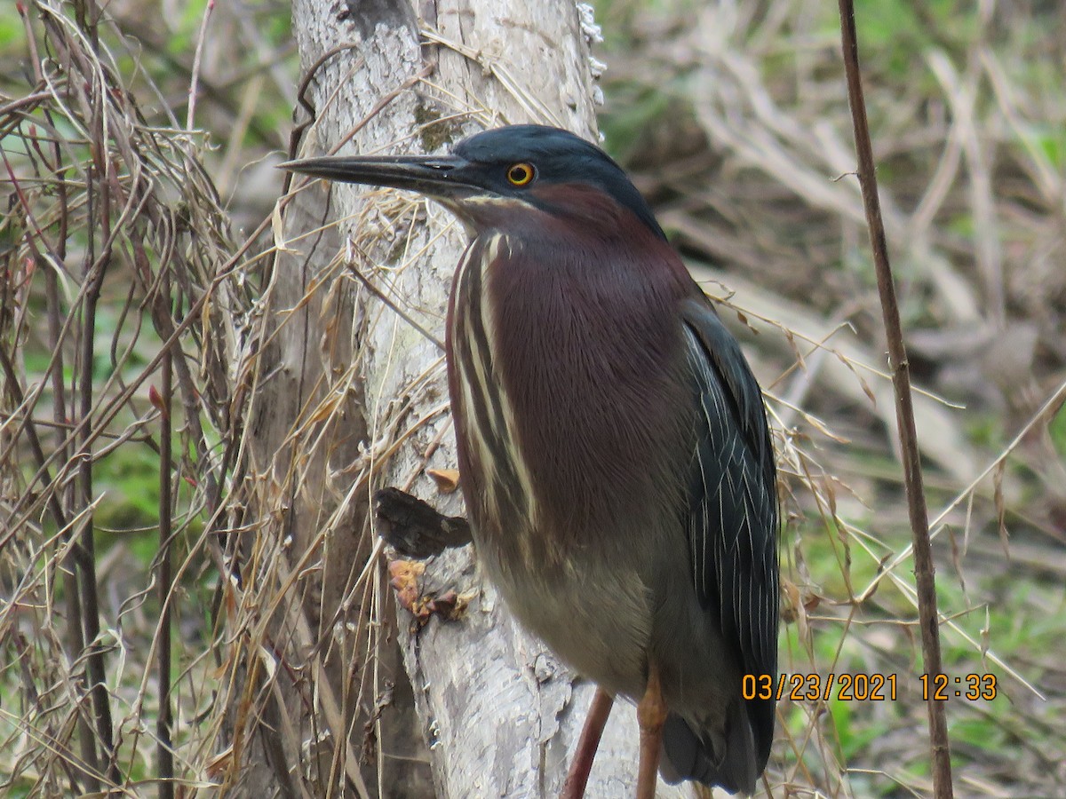 Green Heron - ML319739341