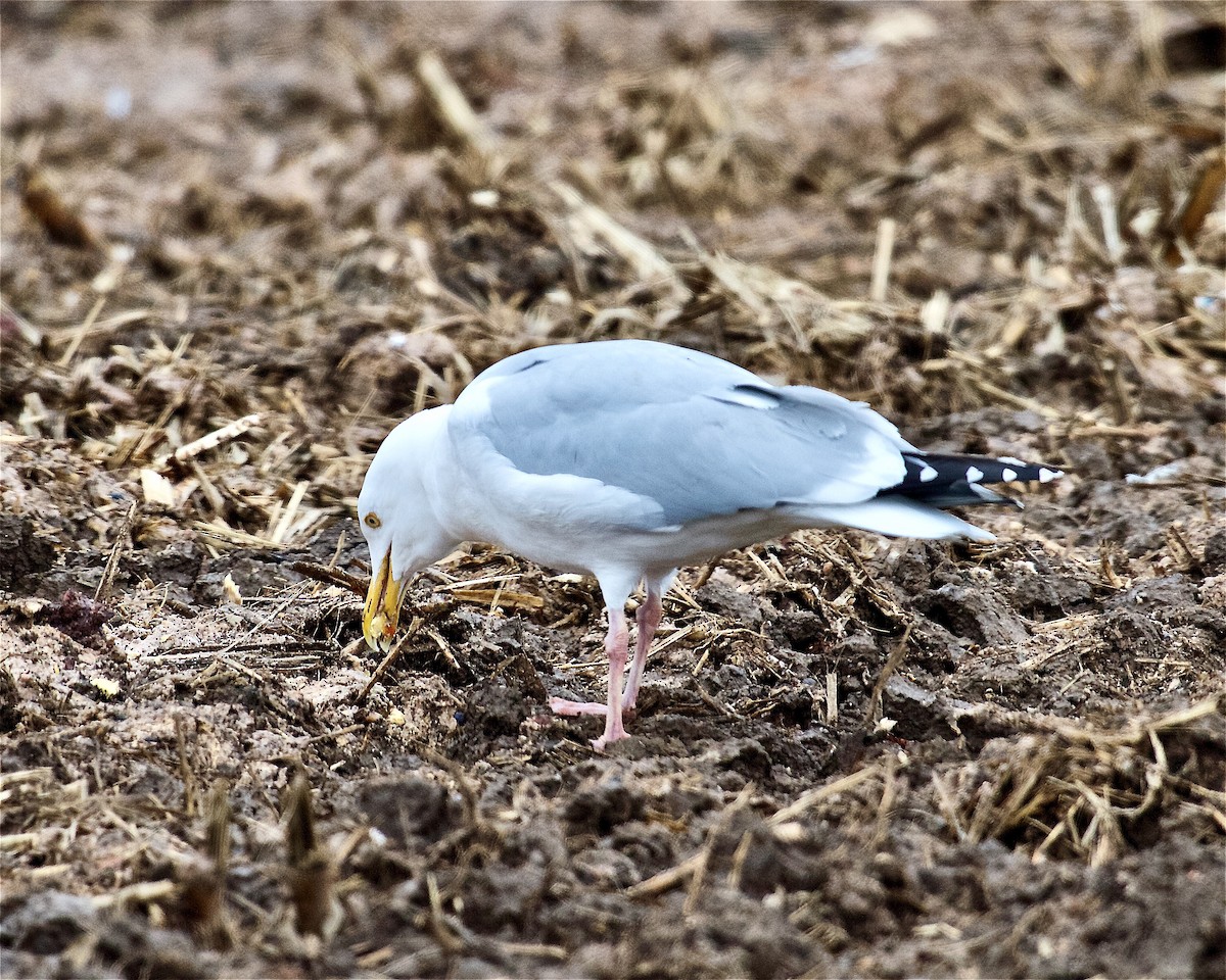 Herring Gull - Jack & Holly Bartholmai